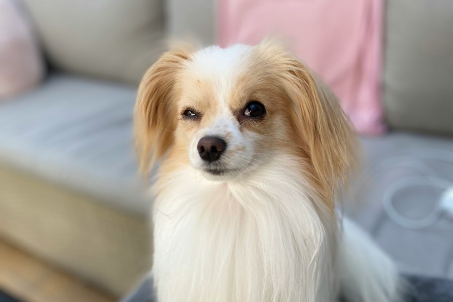 Hmm Dog Photo